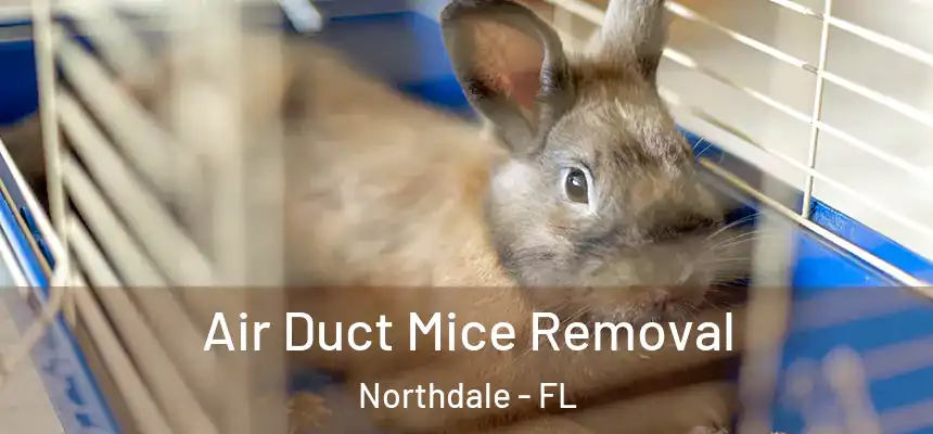 Air Duct Mice Removal Northdale - FL