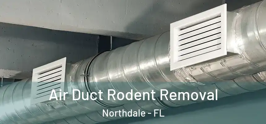 Air Duct Rodent Removal Northdale - FL